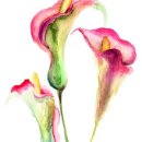 보테니컬 이미지