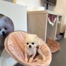 약지애견카페 이미지