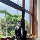가족이 있는 풍경 | [제주 제주시] 고양이 모즈 가족이 있는 카페 &#39;올데이모즈&#39; &lt;솔직후기&gt;