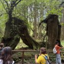 현천장식 | 대만 타이중 근교 여행 필수 🌲 아리산 삼림열차부터 거목 산책로까지 하루 만에 정복하는 코스(Feat...