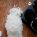 프롬시아 캐터리 이미지