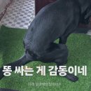똥싼강아지 | 실외배변 하는 대형견 강아지 실내배변 성공하다 반려견 훈련하는 방법 경험담후기