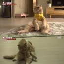 동물농장 티브이데일리