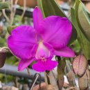 Cattleya walkeriana &#39;Adonis &#39; 이미지