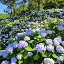 거제 수국동산 저구항 수국 축제 명사해수욕장 거제 볼거리 이미지