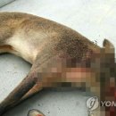 교동멧돼지 이미지
