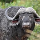 버팔로 이미지