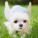 천사애견 이미지