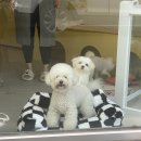 땡큐 베리 도그 이미지