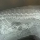 원주24시스카이동물메디컬센터 이미지