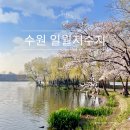 [도로]일월공원 주차장1 | 일월저수지 산책로 완벽가이드! 수원일월공원 둘레길·주차장·돗자리스팟·편의시설까지 한눈에