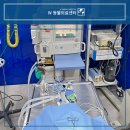 운정W동물병원 | 강아지 담낭점액종으로 담낭파열 되었을 때 응급한가요? 부산 w동물병원 수술 후기