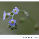 꽃마리 이미지