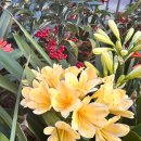 호주 노지 군자란 (Yellow Clivia) 이미지