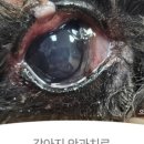 으뜸원동물병원 이미지