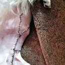 사랑애동물메디컬센터 이미지