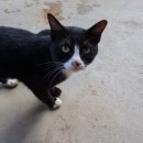 강남 고양이 분양 냥블리 | 강남고양이분양 후기, 집사 인생이 시작된 순간