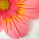 아이디어플라워 이미지