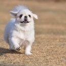 지니하니 이미지