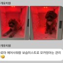 바나개 이미지