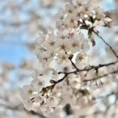 인천 서구 벚꽃 명소, SK인천석유화학 벚꽃동산 개화 현황(4/10)