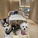 아마존펫 | 산책 필수템! 강아지진드기 스프레이 추천, 개비린내 잡는 아마존펫 틱프리 미스트 후기
