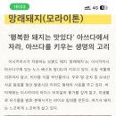Meat shop(미트샵) 이미지