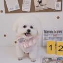 알콩달콩 애견미용실 이미지