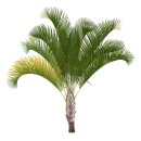 성경에 나온 식물,종려나무(Palm tree) 이미지