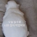 푸파 네이버블로그