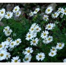 쑥부쟁이 이미지