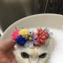 스프링그루밍 이미지