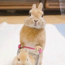 포도르