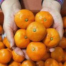 고현리 높은베리 영농조합법인 | 제주 노지감귤 직배송 감귤택배 땡큐베리팜