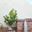 다포아라 이미지