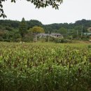 알곡마을 네이버블로그