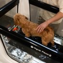 어니스트독(HONEST DOG) 이미지