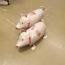 돼지두마리 이미지