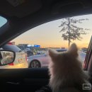 프레젠독(present dog) 이미지