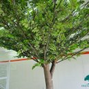 느티나무공인중개사사무소 이미지