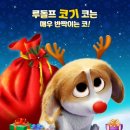 프린스 코기 이미지