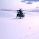 소망의 나무 이미지