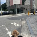 달달아이스크림석적 | 구미 근교 칠곡 석적 애견동반카페 포렘 내돈내산 방문후기