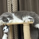 고양이 하루 이미지