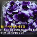 원예관련 직업체험 - 식용 꽃 재배 요리사 이미지