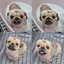 딩동댕 펫살롱 이미지