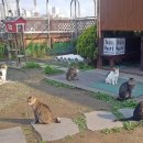 고양이 쉼터 이미지