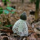 하얀버섯 이미지