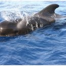 하얀고래 이미지