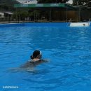 일영랜드 | 경기도 야외수영장 장흥펜션 일영랜드 방문후기